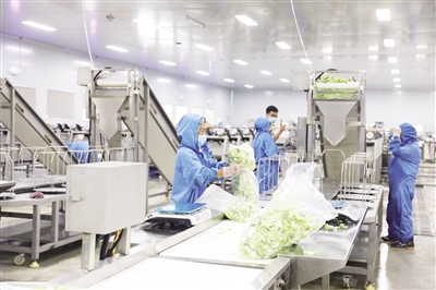 身邊事|彭水善感鄉(xiāng):凈菜加工帶動鄉(xiāng)村產(chǎn)業(yè)振興