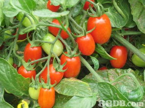 良記農(nóng)場提供蔬菜批發(fā),有機(jī)蔬菜,有機(jī)蔬果等產(chǎn)品