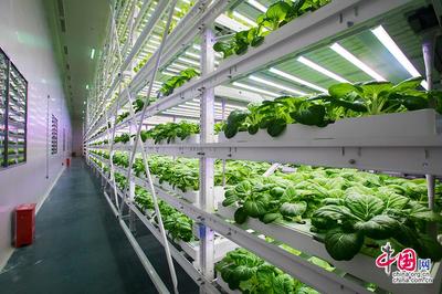 【晉江經(jīng)驗】探訪神奇的植物工廠