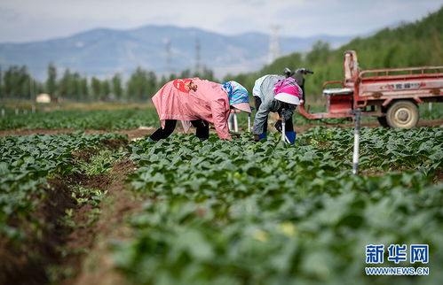 寧夏原州 小滿時節 冷涼蔬菜收獲忙