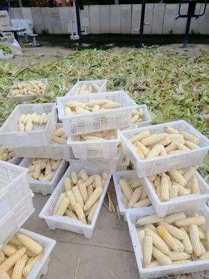 【幫第一書記支招】羅志全:玉米收了腰包鼓了,甜瓜熟了群眾笑了