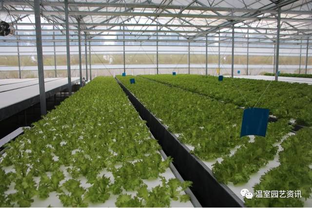 探秘京東植物工廠 產銷一體化破解農產品銷售難題